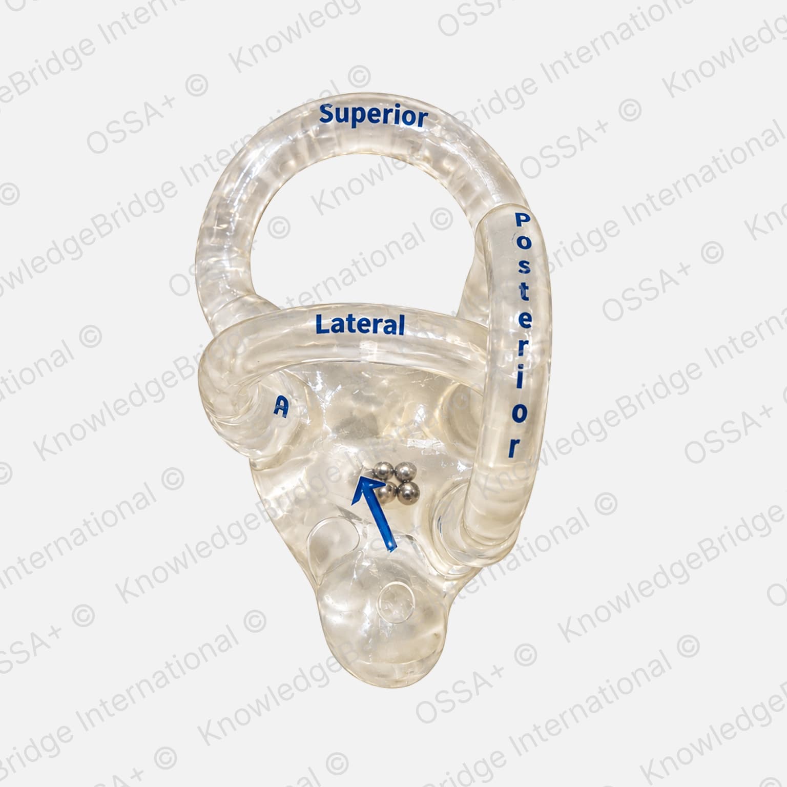 Medical simulation model