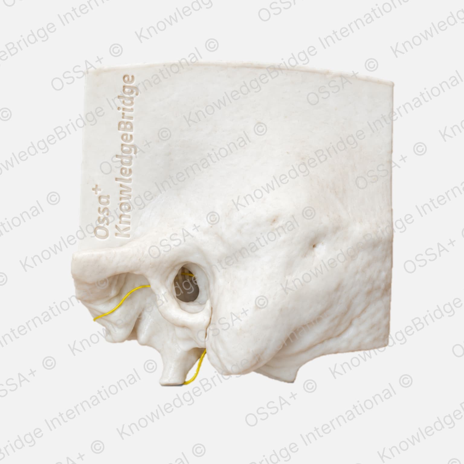Medical simulation model