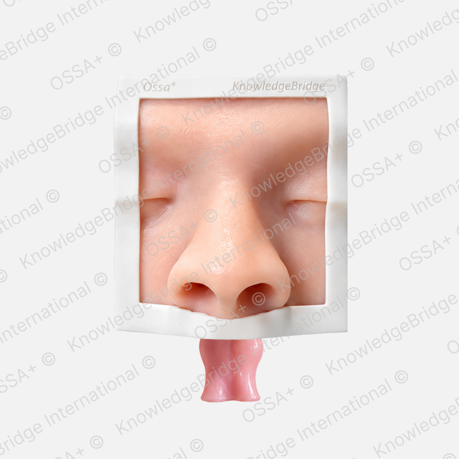 Maxillary Balloon Sinuplasty Trainer view 1