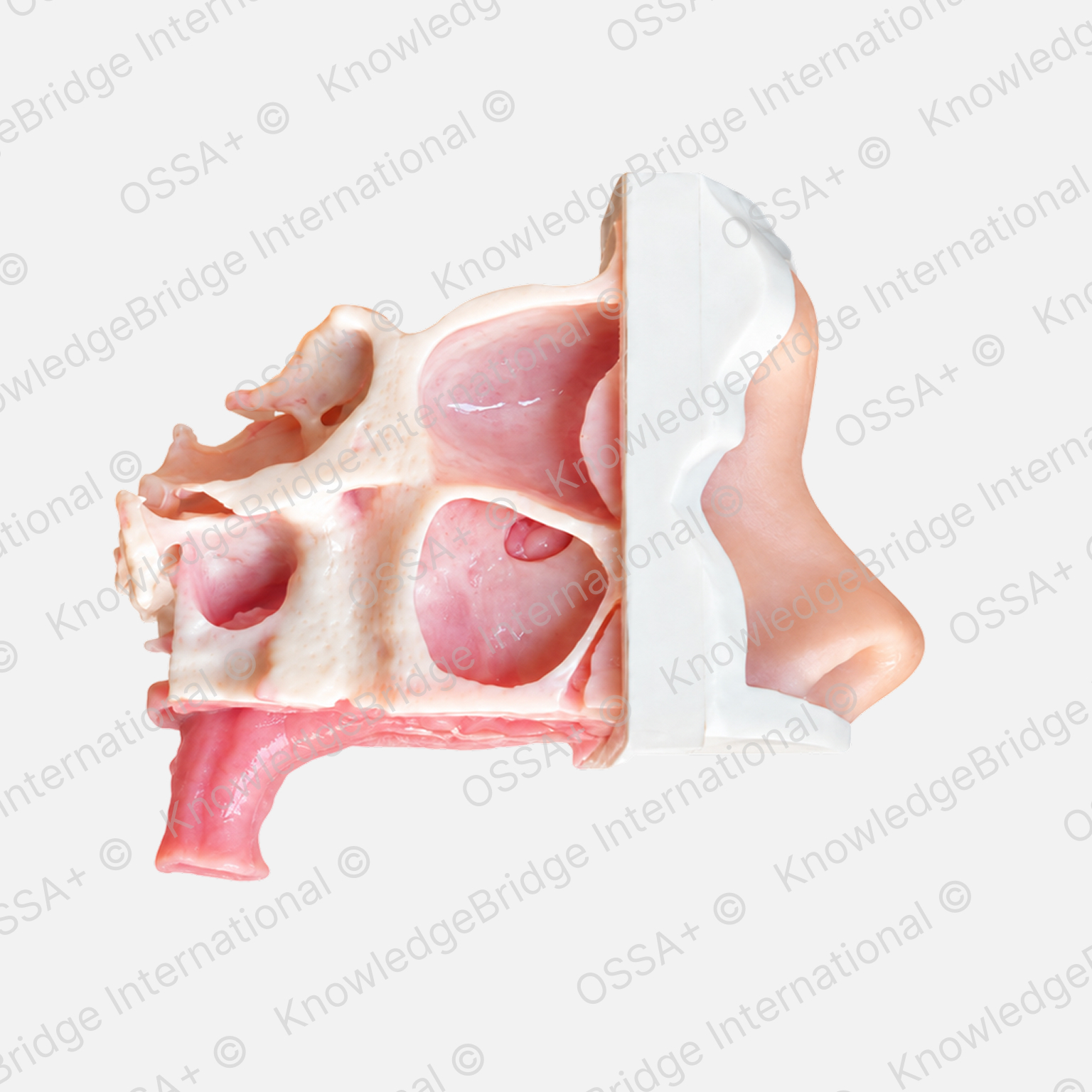 Maxillary Balloon Sinuplasty Trainer view 2