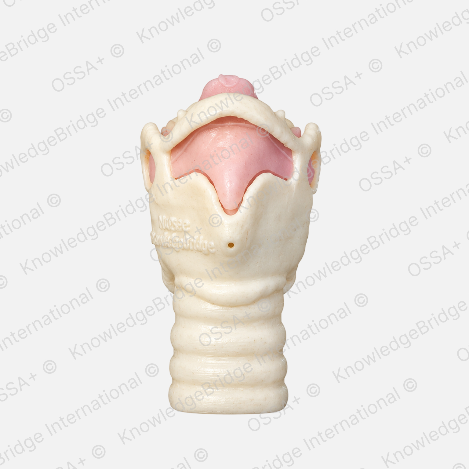 Artificial Larynx Model view 3
