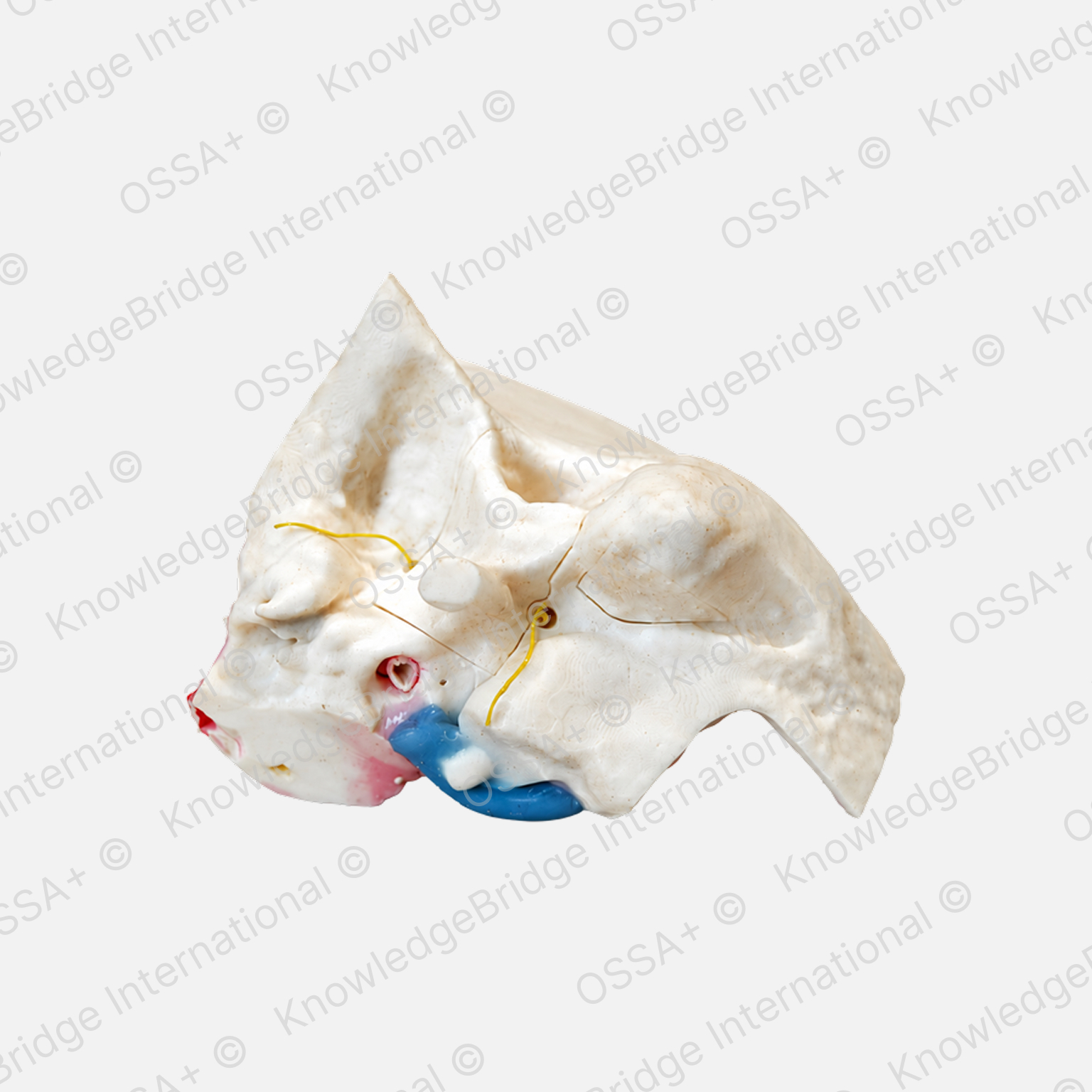 Advance Model — Complete Bone view 2