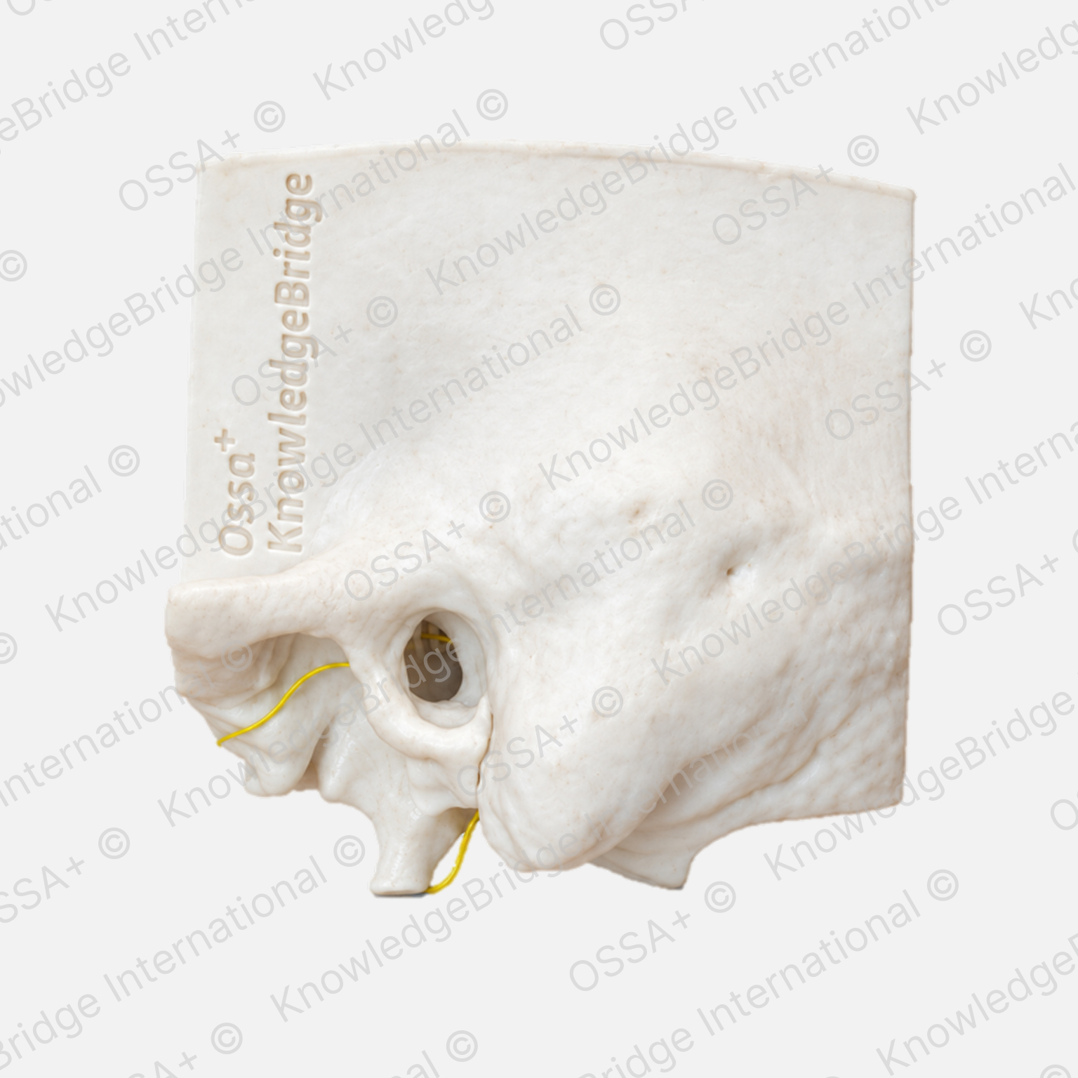 Advance Model — Complete Bone view 1